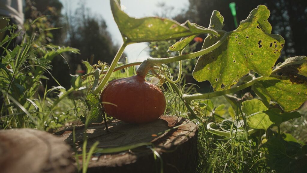 La citrouille : moins courge qu’elle n’en a l’air